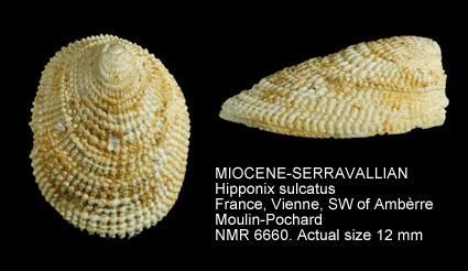 MIOCENE-SERRAVALLIAN Hipponix sulcatus.jpg - MIOCENE-SERRAVALLIAN Hipponix sulcatus (Borson,1820)